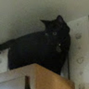 Meet your Posher, Cynthia